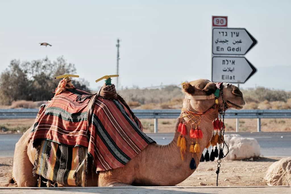Thắng-Nhật Trần באתר PEXELS אילת